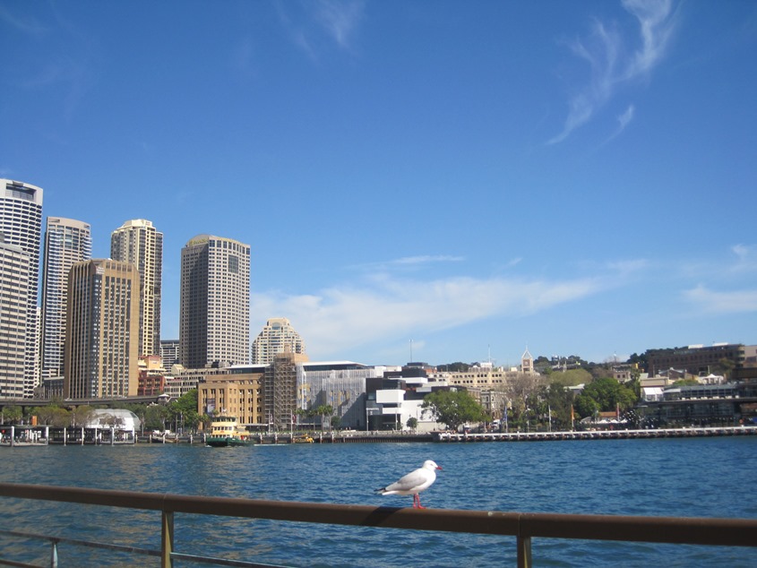 Sydney cove，游客如织，海鸥处世不惊