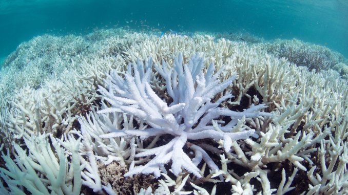 ”我们失败了”：科学家正式宣布，大堡礁面临死亡